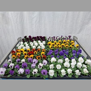 Vio Wi Delta Mixk 1 Kleur Per Kar
