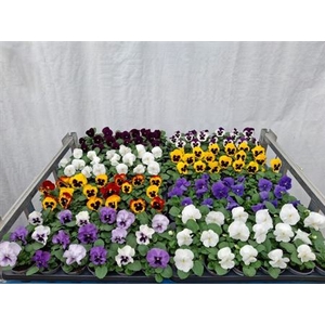 Vio Wi Delta Mixk 1 Kleur Per Tray