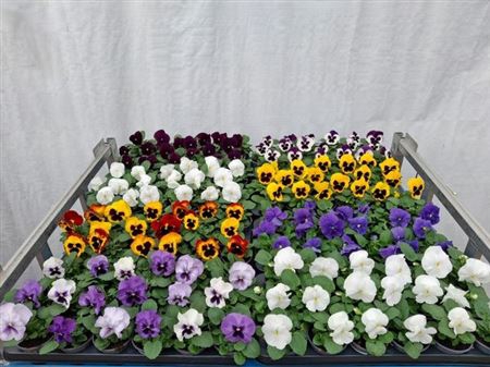 <h4>arr8 Vio Wi Delta Mixk 1 Kleur Per Tray</h4>