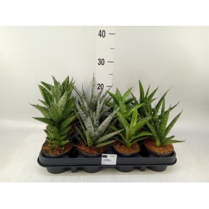 Sansevieria cyl.  ...