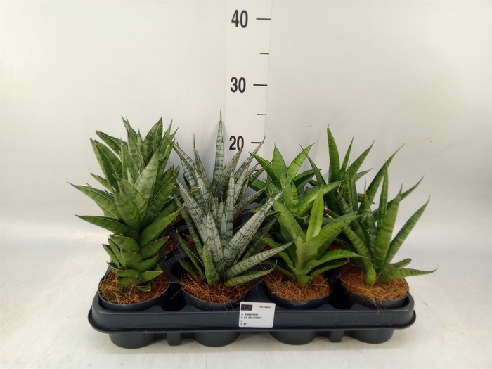 <h4>Sansevieria cyl.  ...</h4>
