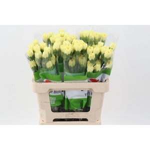 Di St Hermes Yellow 50cm