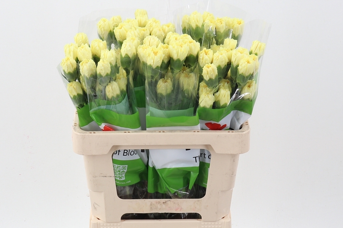 <h4>Di St Hermes Yellow 50cm</h4>