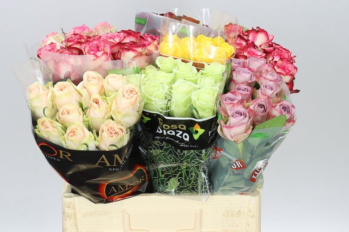 <h4>Rosa Gr Gemengd Fantasy</h4>