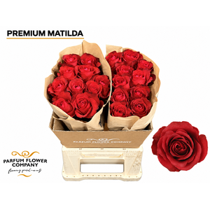 Rosa Premium Matilda