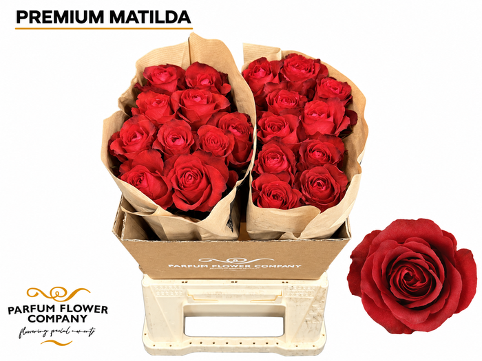 <h4>Rosa Premium Matilda</h4>