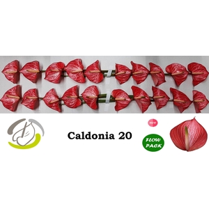 Anth A Caldonia 9 cm X20 Flow Pack Oosterzon