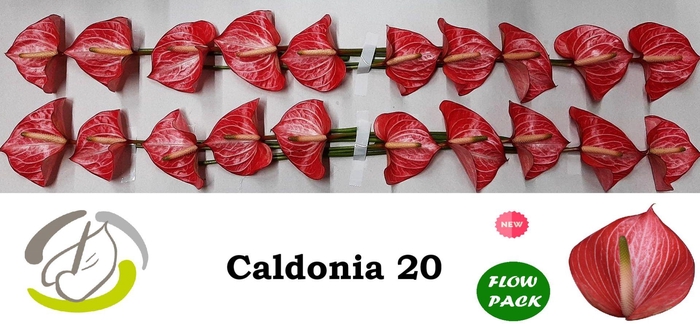 <h4>Anth A Caldonia 9 cm X20 Flow Pack Oosterzon</h4>