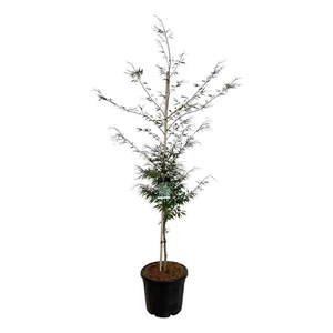 Fagus syl. 'Aspleniifolia'