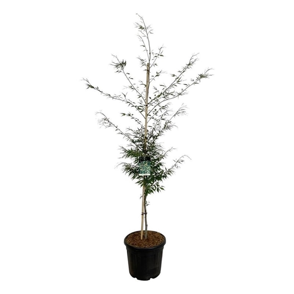 <h4>Fagus syl. 'Aspleniifolia'</h4>