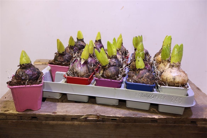 <h4>Hyacin Gem 5 Kl</h4>