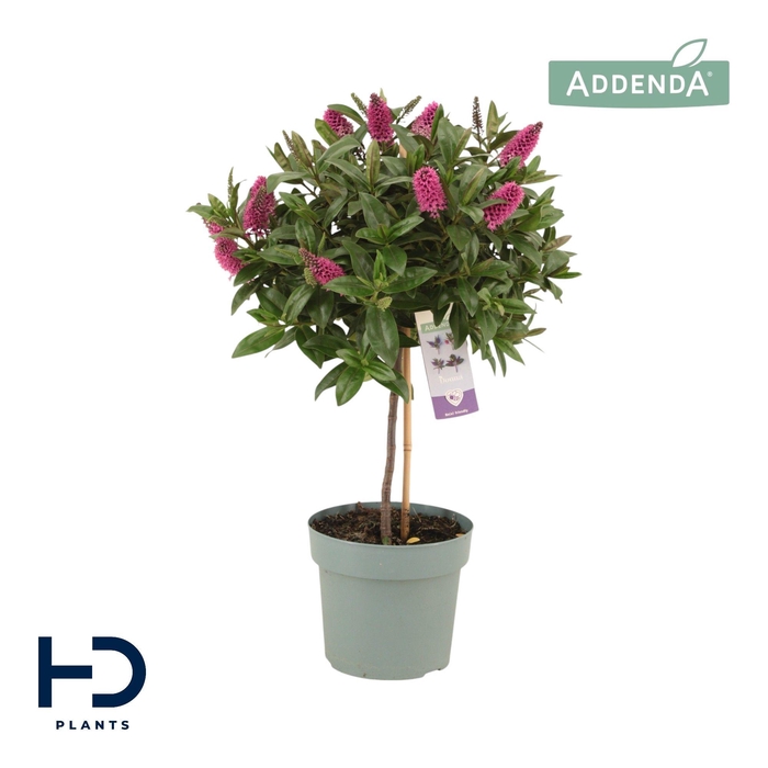 <h4>Hebe Addenda Nikka p17 bol op stam (ø ca. 35 cm)</h4>
