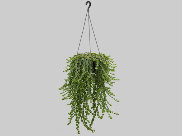 <h4>TOSTAO ESMERALDA C21 PENDENTE</h4>