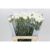 Dianthus St Holly