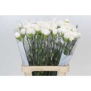 Dianthus St Holly