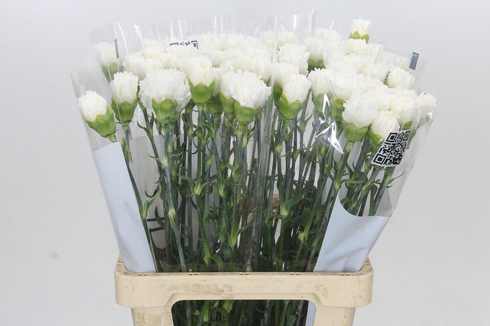 <h4>Dianthus St Holly</h4>