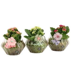 21909: Contradiction arrangement