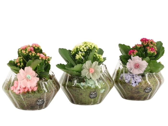 <h4>21909: Contradiction arrangement</h4>