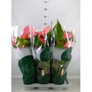 Anthurium andr. 'Colorado'
