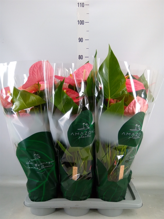 <h4>Anthurium andr. 'Colorado'</h4>