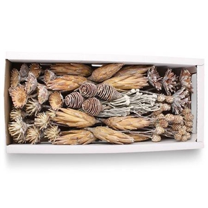 Exotic Assorti White Washed ( 70 St )