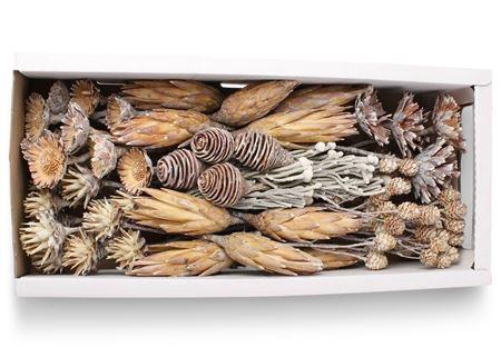 <h4>Exotic Assorti White Washed ( 70 St )</h4>