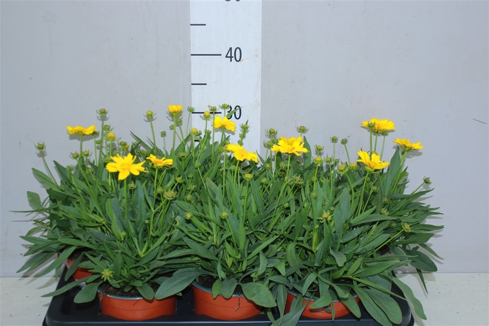 <h4>Coreopsis Presto</h4>