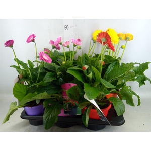 Gerbera  'Garvinea'   ...mix