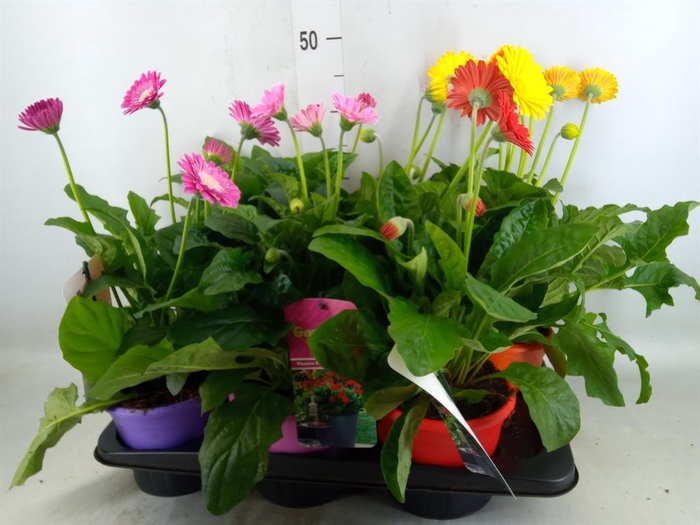 <h4>Gerbera  'Garvinea'   ...mix</h4>