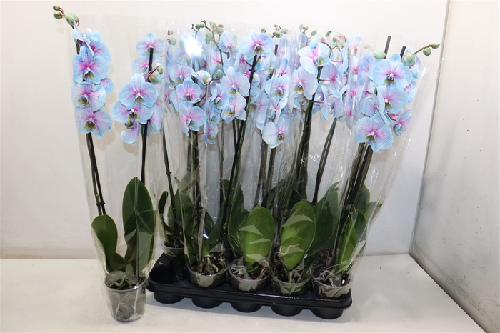 <h4>Phal Wonder Of Nature</h4>