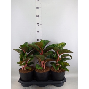 Aglaonema  'Paradise Red'