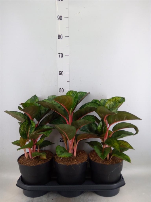 <h4>Aglaonema  'Paradise Red'</h4>