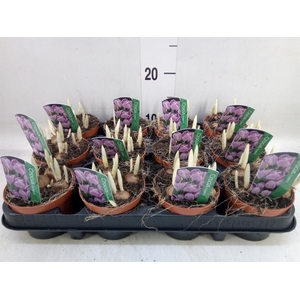 Crocus vernus 'Pickwick'