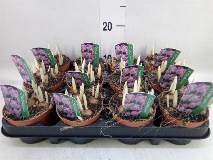 <h4>Crocus vernus 'Pickwick'</h4>