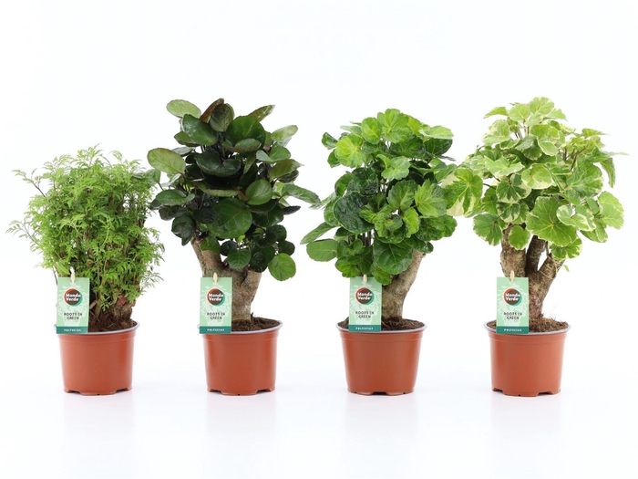 <h4>Polyscias   ...</h4>