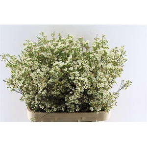 Chamelaucium Crystal Pearl White