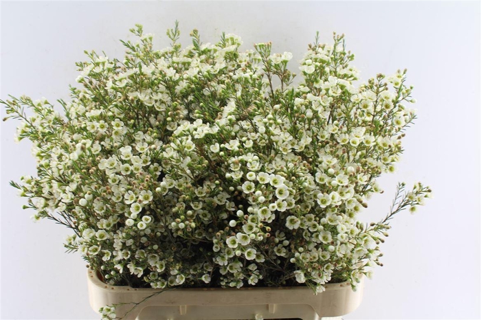 <h4>Chamelaucium Crystal Pearl White</h4>