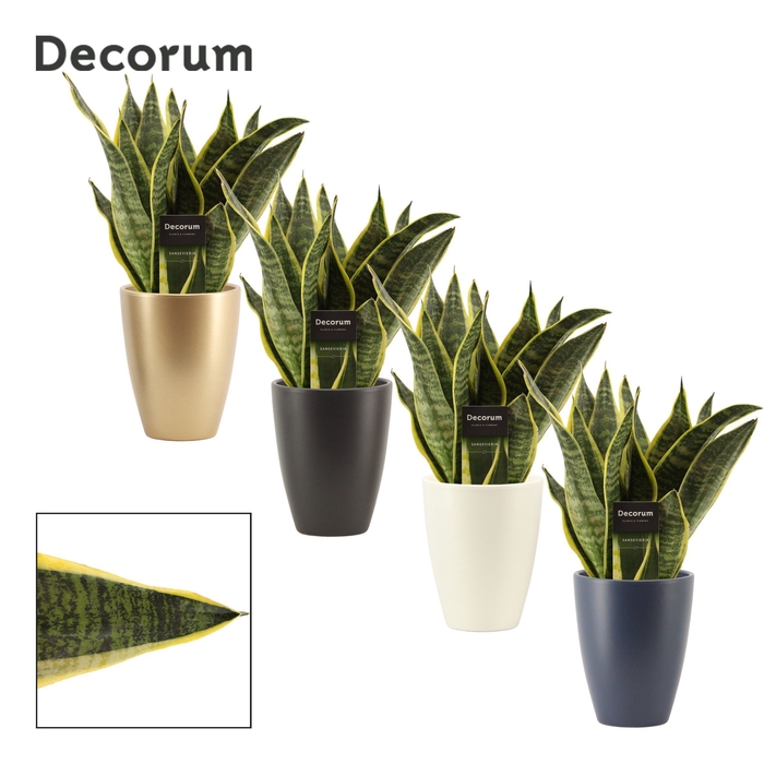 <h4>Sansevieria Superba 12 cm in Carly (Neo Architect-collection)</h4>