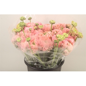 Ran. Pon Pon Hermione Super X L