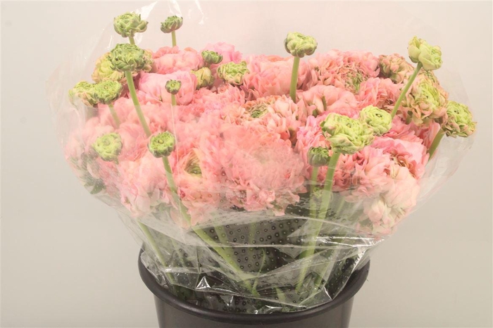 <h4>Ran. Pon Pon Hermione Super X L</h4>