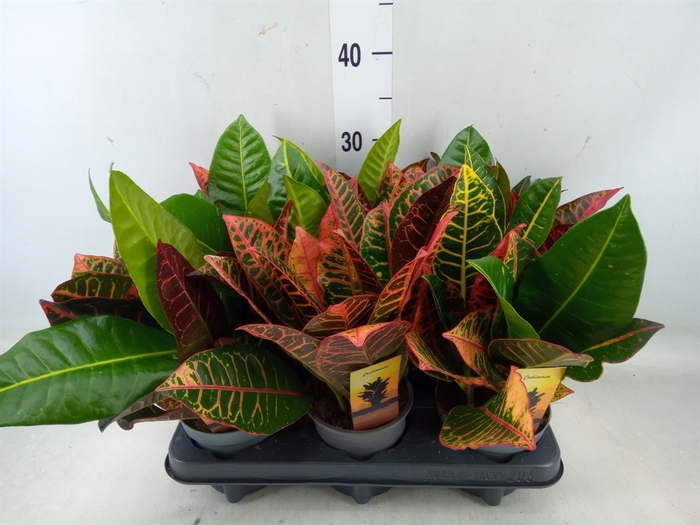 <h4>Codiaeum var. GR 'Petra'</h4>