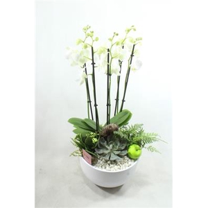 1076 Phal 5-TAK WIT
