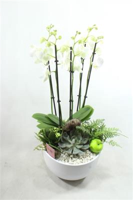 <h4>1076 Phal 5-TAK WIT</h4>