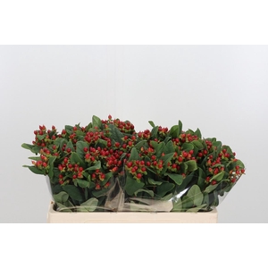 Hypericum Androsaemum