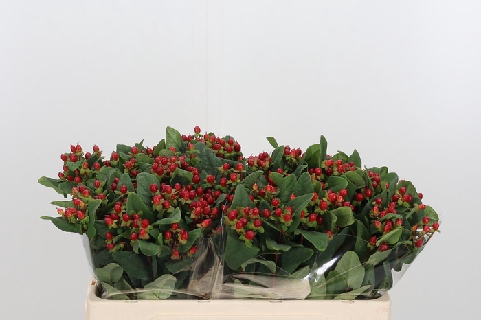 <h4>Hypericum Androsaemum</h4>