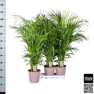 Dypsis Lutescens P20cm - H110cm (ar