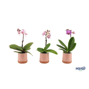 Valencia Roze Tiny Dolls Mix 1T7+ aqu@