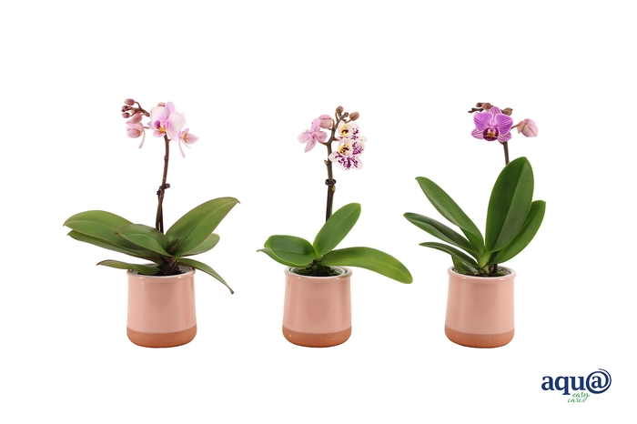 <h4>Valencia Roze Tiny Dolls Mix 1T7+ aqu@</h4>