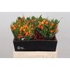 Ornithogalum Dubium Sunshine