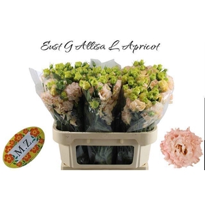 EUS G ALISSA L APRIC